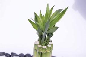 img 3 attached to 🌱 Athena's Garden Lucky Bamboo Arrangement - Cube Glass Vase with Polished Rocks - Green/Red/White - One Size
