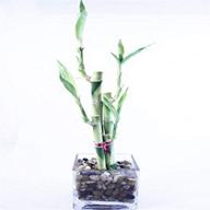 🌱 athena's garden lucky bamboo arrangement - cube glass vase with polished rocks - green/red/white - one size logo