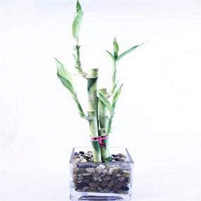 img 4 attached to 🌱 Athena's Garden Lucky Bamboo Arrangement - Cube Glass Vase with Polished Rocks - Green/Red/White - One Size