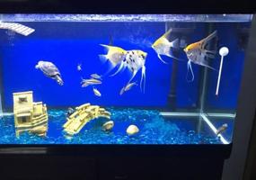 img 1 attached to 🐠 Hewnda Stunning Aquarium Decor with Glass Beads Aquarium Decorations, 1lb of Exquisite Rock Pebbles Gravel Gem for Aquariums (Water Blue)