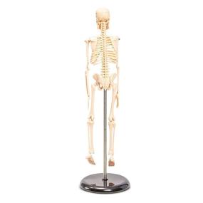 img 1 attached to Juvale анатомическая модель человеческого скелета