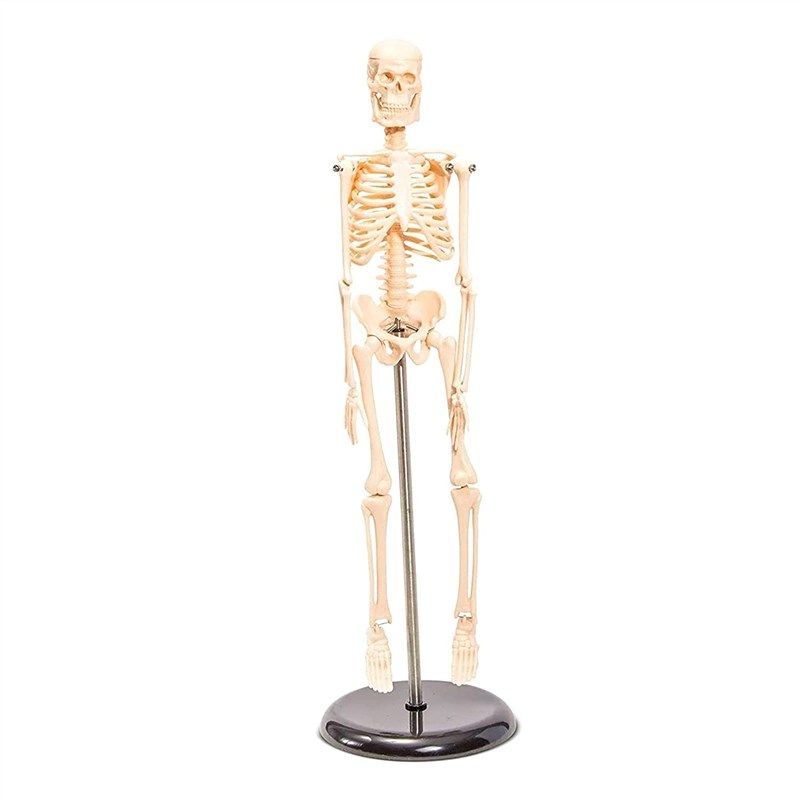 juvale human skeleton model anatomical 로고