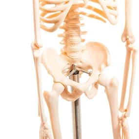 img 3 attached to Juvale анатомическая модель человеческого скелета