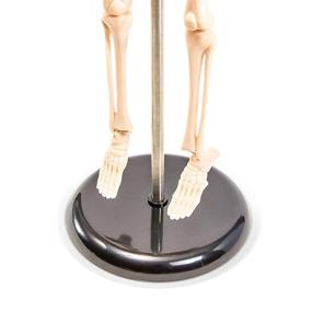 img 2 attached to Juvale анатомическая модель человеческого скелета