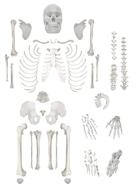 🏥 enhanced medical-quality disarticulated skeleton: unmatched height and precision логотип