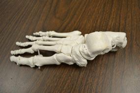 img 1 attached to 🏥 Enhanced Medical-Quality Disarticulated Skeleton: Unmatched Height and Precision