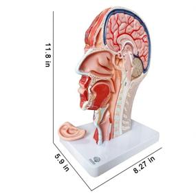 img 2 attached to Поверхностная сосудисто-нервная мускулатура Анатомическое образование