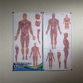 img 2 attached to 📚 Trigger Point Anatomy Map: Essential Wall Poster for Massage Therapists, Physical Therapists, Chiropractors & Trainers - Precise Pressure Points and Referred Pain Guide