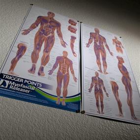 img 3 attached to 📚 Trigger Point Anatomy Map: Essential Wall Poster for Massage Therapists, Physical Therapists, Chiropractors & Trainers - Precise Pressure Points and Referred Pain Guide