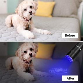 img 1 attached to 🔦 Ultimate Stain & Pet Urine Detector: morpilot Black Light Flashlights - 2 Pcs UV Handheld Blacklight 12 Led 395nm Mini Torch