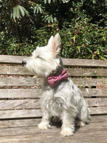 img 1 attached to 🎄 Lionet Paws Christmas Dog Collar with Bowtie: Handmade, Durable and Comfortable Adjustable Bow Tie for Dogs and Cats - Perfect for Parties, Festivals, and Holiday Season! Ideal Gift for Girls and Boys.