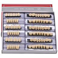🎃 halloween horror denture teeth sets - angzhili dental synthetic acrylic resin false teeth, shade a3, upper & lower acrylic teeth sets (168pcs) logo