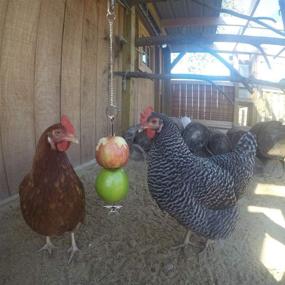 img 1 attached to 🌽 YASAJI Chicken Veggie Skewer Fruit Holder: Fun Hanging Feeder Toy for Pet Hens & Large Birds