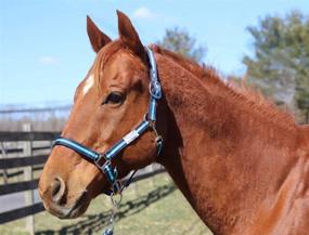 img 1 attached to Nylon Breakaway Halter & Lead Set by TuffRider