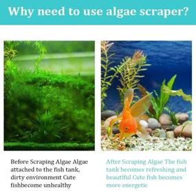 img 3 attached to ZRDR Stainless Steel Algae Scraper Aquarium Cleaning Tool – Glass Aquariums: Algae Scraper, Sponge Pad, Fish Net, Cleaning Brush, Adjustable Length – Durable & Fish Tank Friendly