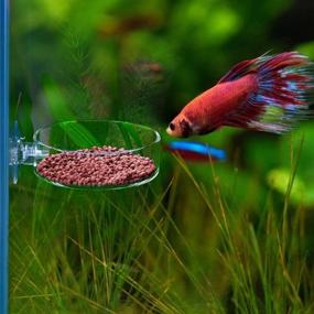 img 2 attached to Dannisly Aquarium Glass Feeder: Premium Shrimp Feeding Dish for Clear Fish Tank - Preventing Food Spills with Suction Cup, 60mm