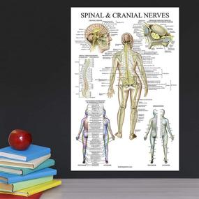 img 1 attached to Pack Nervous Anatomy Anatomical Laminated Science Education