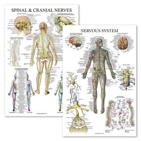 img 4 attached to Pack Nervous Anatomy Anatomical Laminated Science Education