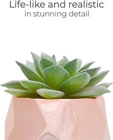 img 2 attached to 🌸 Nordik Set of 4 Rose Gold Desk Plants - Women's Office Decor, Indoor, Living Room, Bedroom, Home and Desk Decor – Pink Faux Succulents in Geometric Ceramic Planters