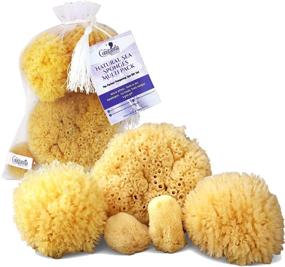 img 4 attached to 🎁 Premium 5pc Spa Gift Set: Real Natural Sea Sponges Multipack - Perfect for Pampering Moms, Brides, Girlfriends, and Teens! Kind on Skin, Ideal for Bathing, Shower, and Facial Cleansing - Comes in a Stylish Bag (5 Pack Standard Packaging)