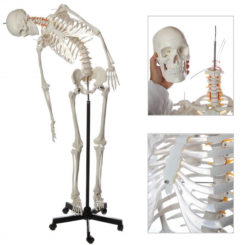 axis scientific flexible skeleton warranty 로고