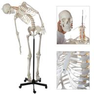 axis scientific flexible skeleton warranty logo