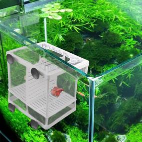 img 1 attached to Aquarium Incubator Isolation Equipment Clownfishes
