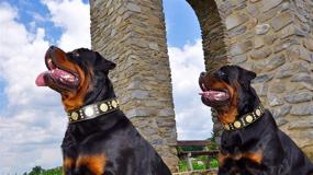 img 2 attached to Bestia Maximus Genuine Rottweiler Bullmastiff Dogs