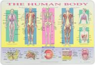 painless learning human body placemat logo