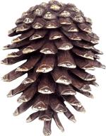 🌲 spi home solid brass pinecone doorknocker: 7 inches high, elegant and functional логотип