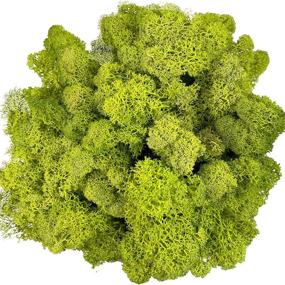 img 4 attached to 🌿 Moss Preserved: Authentic Green Moss for Craft Projects, Wall and Table Decor, Weddings, and Terrariums – Chartreuse
