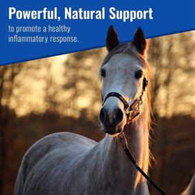 img 1 attached to Equine Matrix Mushroom Vitality 70970