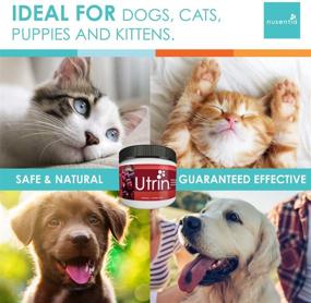 img 3 attached to NUSENTIA UTRIN - Dual-Action Cranberry & D-Mannose for Natural Urinary Support in Cats & Dogs: Bladder Health, Incontinence, Recurring UTI - 60 Servings