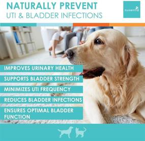 img 1 attached to NUSENTIA UTRIN - Dual-Action Cranberry & D-Mannose for Natural Urinary Support in Cats & Dogs: Bladder Health, Incontinence, Recurring UTI - 60 Servings