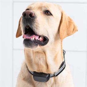 img 1 attached to 🐶 BRISON Dog Training Collar - 3 Modes: Rechargeable, Waterproof, Anti-Bark with Remote - 1000 ft E-Collar