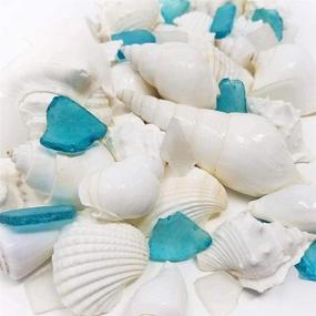 img 4 attached to Смешанные ракушки и морское стекло Tumbler Home: 1,5 фунта белых ракушек 🐚 голубое и белое морское стекло - Идеально для пляжного декора, рукоделия, свадеб и наполнения ваз.