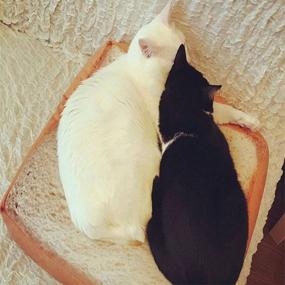 img 2 attached to Dofover Soft Cat Cushion Bed, Bread-Shaped Pet Mattress Bed Mats, Bedding Pad for Small to Medium Dogs & Cats, Ideal for Sleeping, Resting, Playing, and Reading Pillow