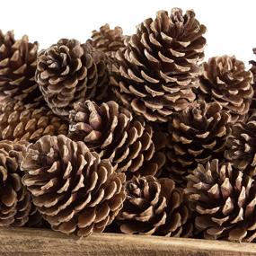 img 2 attached to 🌲 ANDALUCA Natural Pinecone Vase & Bowl Fillers: Ideal Decorative Pinecones for Home Decorating & Home Décor