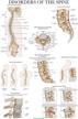 disorders spine anatomy poster anatomical logo