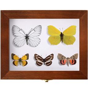 img 2 attached to 🦟 Insect Display Case Bug Collection Box: Showcase Your Collection with a Clear Glass Top