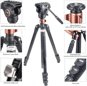 img 3 attached to Cayer FP2450 Fluid Head Tripod, 75-inch Aluminum Tripod, 4-Section Compact Camera Tripod/Monopod Combo for DSLR Camera, Load Capacity up to 13.2 lbs