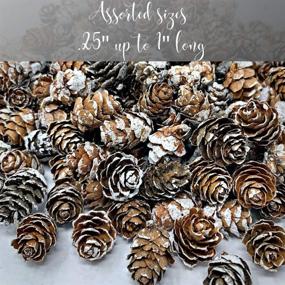 img 2 attached to 🌲 BANBERRY DESIGNS White Washed Pine Cones - Bulk Lot of 375 Pieces (1/2 lb. Bag) Assorted Sizes - Fall and Christmas Bowl Filler Decoration Crafting Supplies