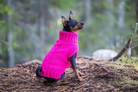 img 1 attached to 🐶 Warm and Cozy Woolen Dog Jumper: The Ultimate Luxury Knit Sweater for Small and Medium Dogs