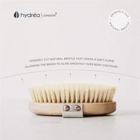 img 2 attached to Hydréa London Professional Dry Skin Body Brush with Natural Bristle and FSC Certified Beechwood - Promotes Radiant Skin by Exfoliating Dead Skin and Aiding Lymphatic Drainage. Ideal Dry Brush for Cellulite Reduction.