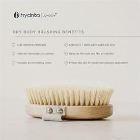 img 1 attached to Hydréa London Professional Dry Skin Body Brush with Natural Bristle and FSC Certified Beechwood - Promotes Radiant Skin by Exfoliating Dead Skin and Aiding Lymphatic Drainage. Ideal Dry Brush for Cellulite Reduction.