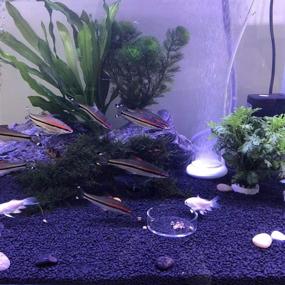 img 2 attached to 🦐 2PCS Aquarium Shrimp Feeding Dish Bowls - Fish Tank Shrimp Feeder Round Water Food Dish Bowl by Senzeal