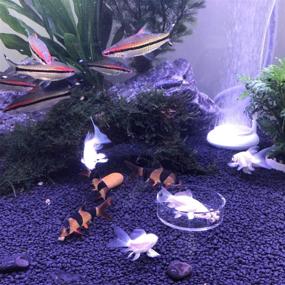 img 1 attached to 🦐 2PCS Aquarium Shrimp Feeding Dish Bowls - Fish Tank Shrimp Feeder Round Water Food Dish Bowl by Senzeal