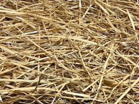 img 4 attached to 🌾 AA Plus Shop: Organic 100% Natural Wheat Straw Grass – Authentic Natural Wheat Hay (8LB)