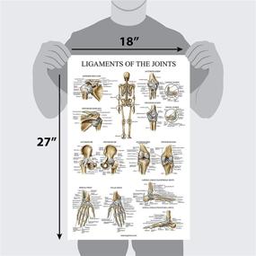 img 2 attached to Skeletal System Ligaments Joints Anatomical