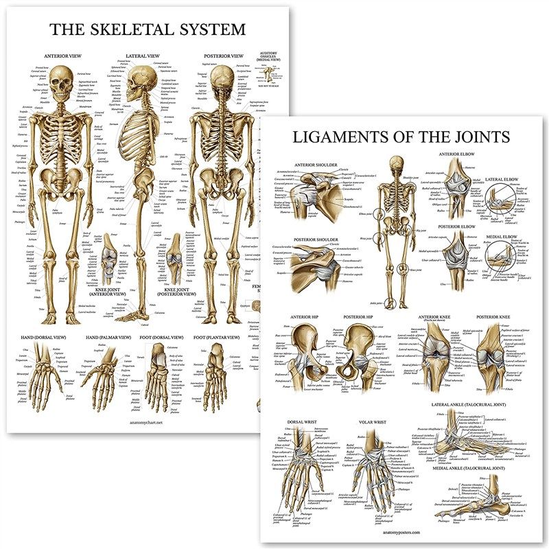 skeletal system ligaments joints anatomical 로고